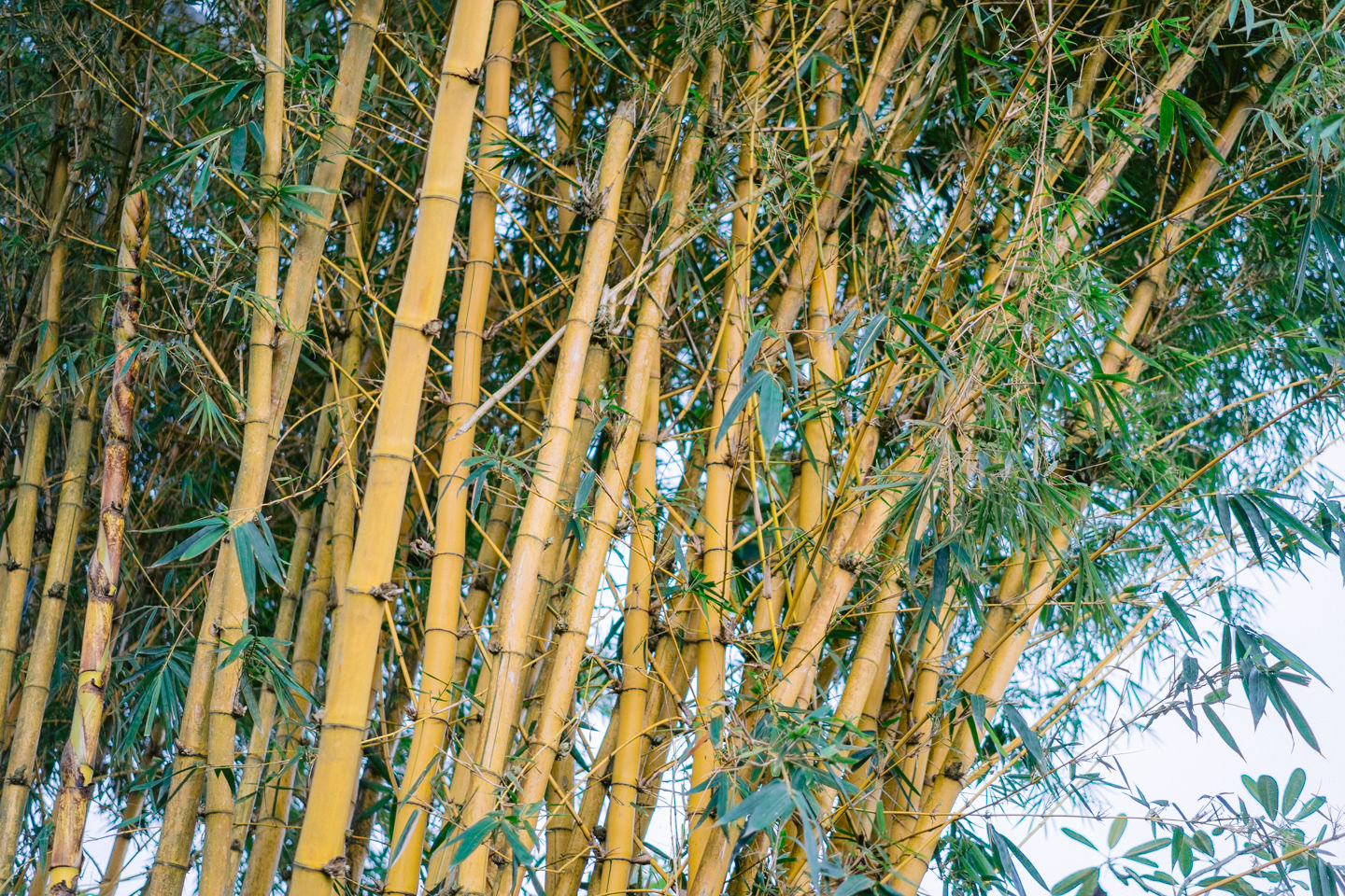 Bamboo tree in the afternoon at Kamandalu Ubud